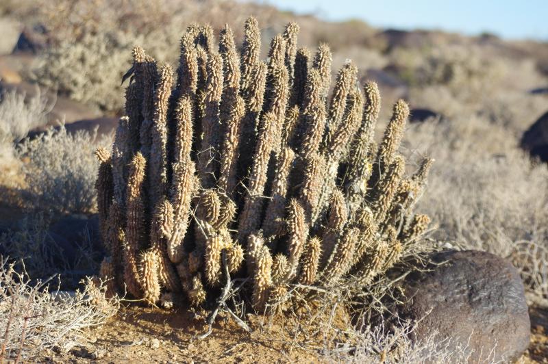 0 Bedroom Property for Sale in Calvinia Rural Northern Cape